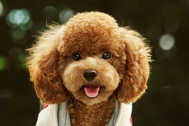 泰迪狗吃完就拉怎么回事,泰迪狗狗吃完就吐怎么回事