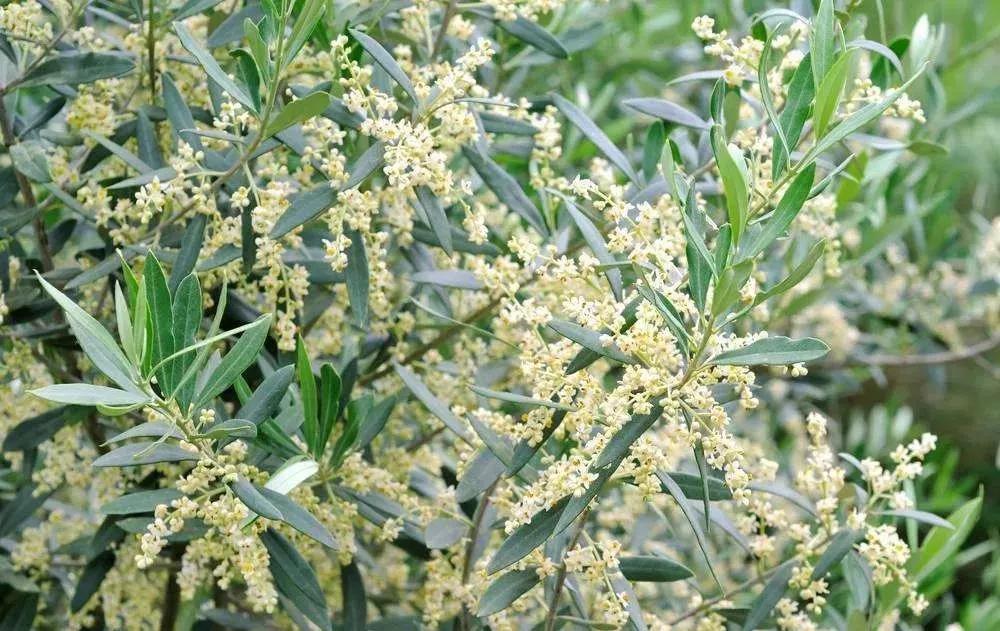 世界各国的国花集锦惊艳,世界各国国花大全