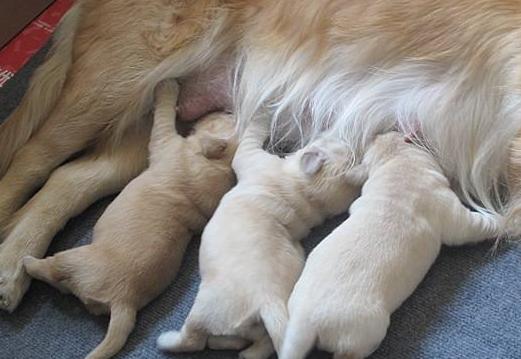 狗狗分娩的时候需要注意的事情