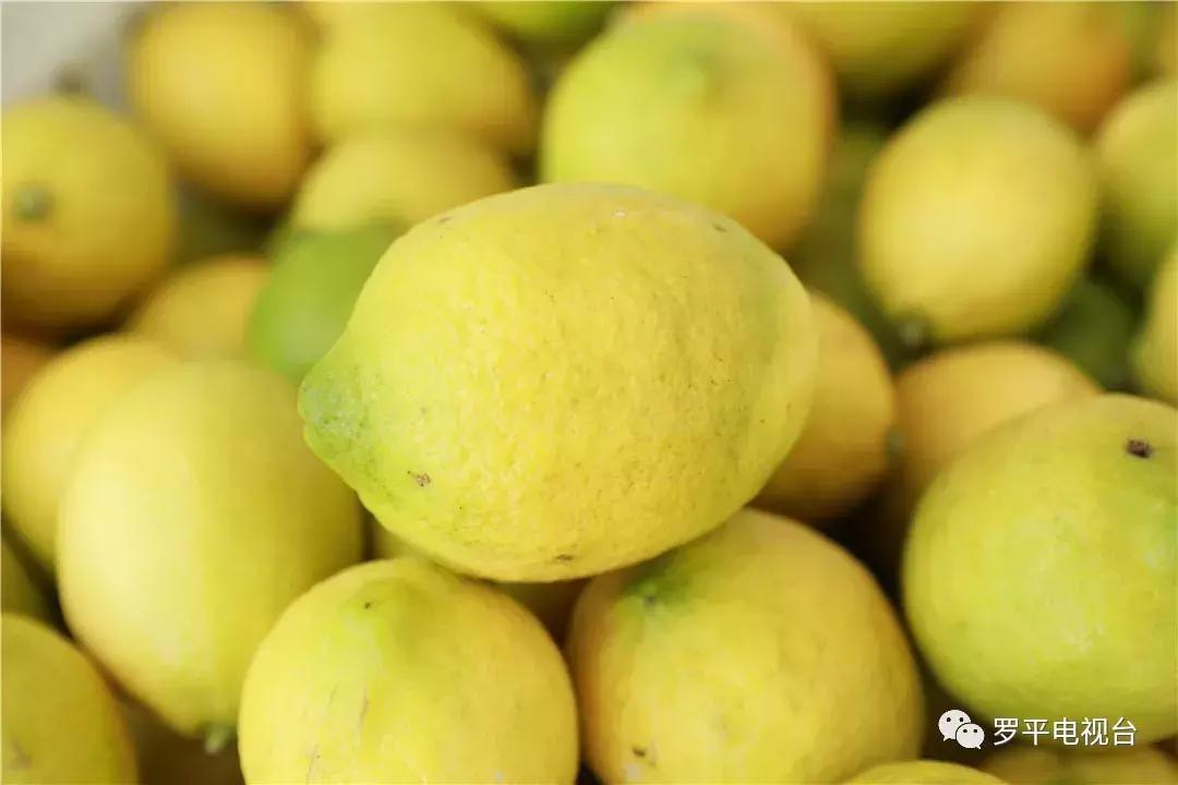 好消息！罗平鲁布革千亩柠檬丰收登上中央电视台！