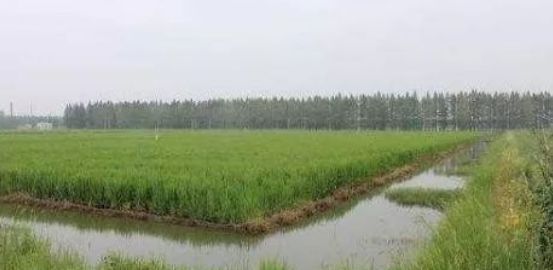 螃蟹龙虾稻田养殖,稻田里养殖龙虾要审批吗