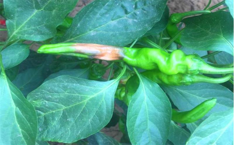 高温天气晒伤怎么处理最好,天气热辣椒晒伤怎么办