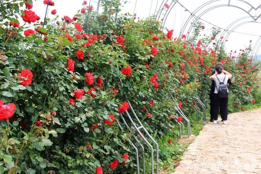 苏州西山网红打卡地樱花,苏州西山风景区有什么好玩的地方