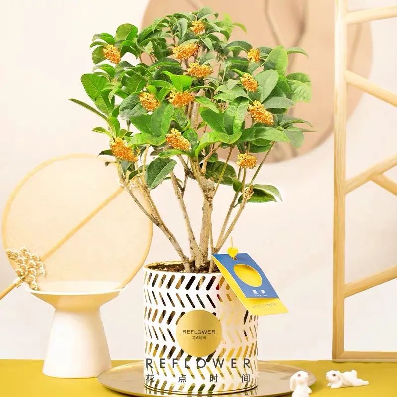 4种花适合秋天养漂亮又好养,庭院养花就养3种花开花多