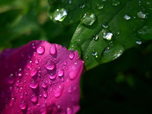 洛阳牡丹花摄影,中国牡丹花开摄影