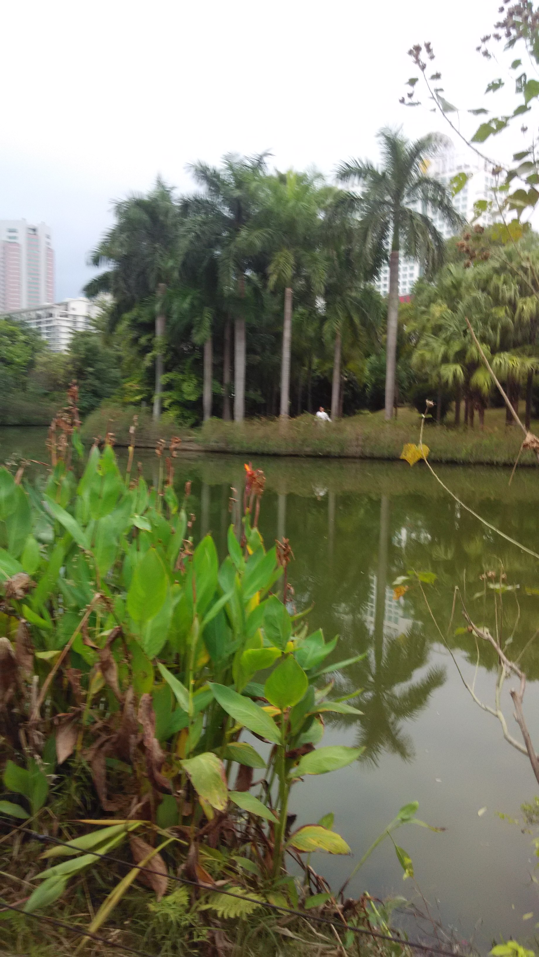 福州温泉公园郁金香,福州温泉公园二手房