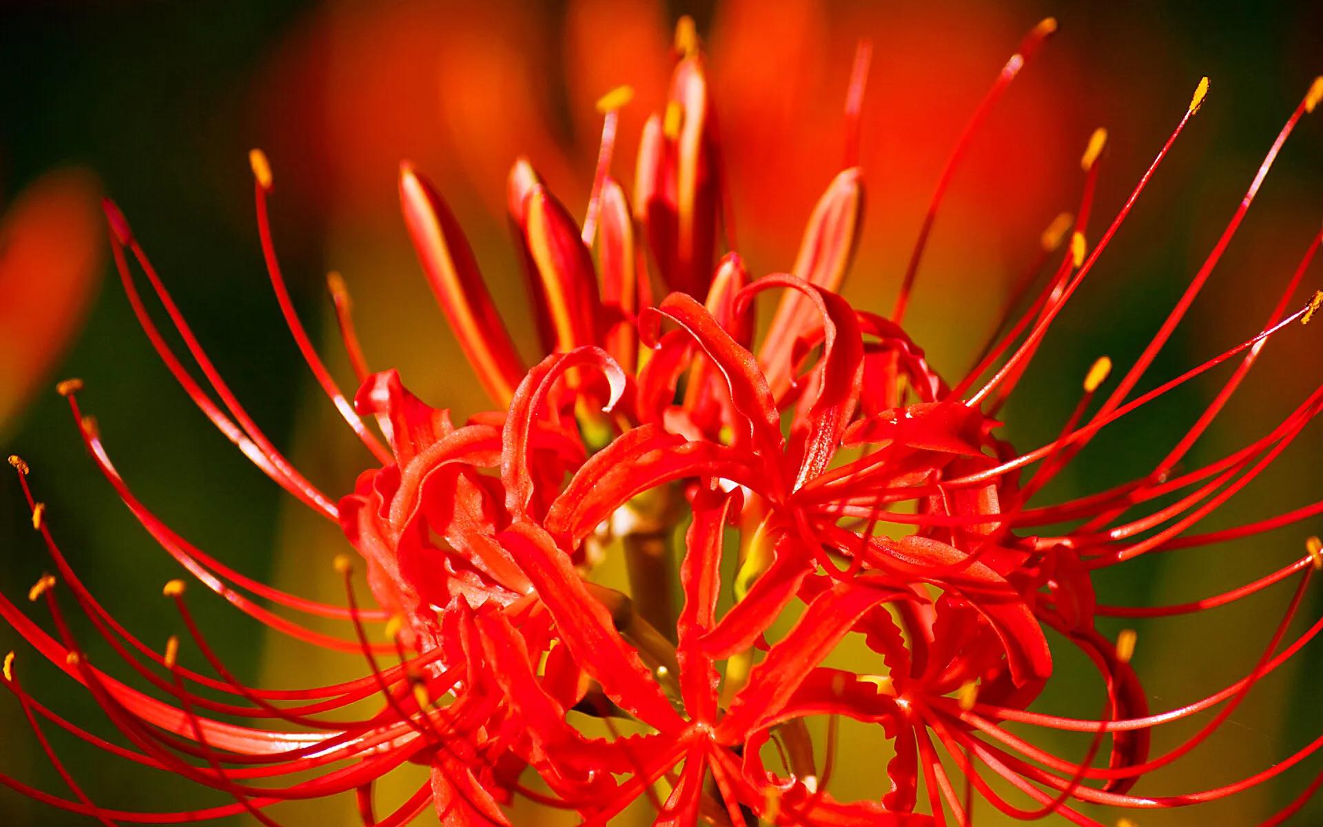 花开一千年落一千年花叶永不相见,彼岸花开从此花叶永不相见