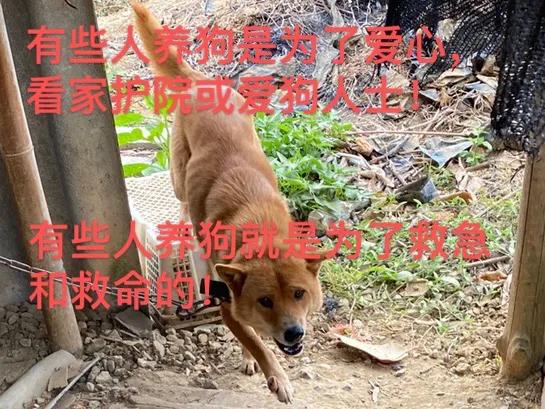 有的人养狗就像养牲畜一样,有些人养狗实在是不讲究