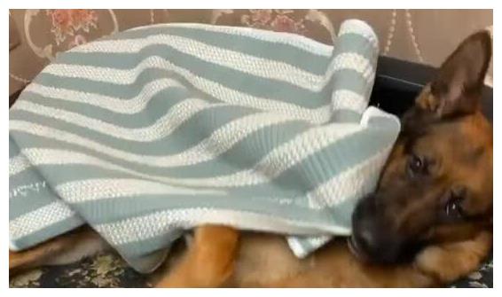 德牧太调皮怎么训练,德牧为什么那么调皮