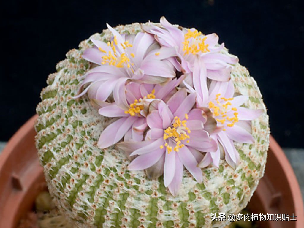 阴遁丸仙人球,隐遁丸