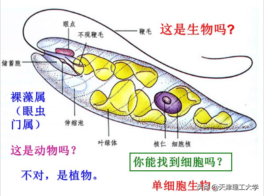 鍖栧鍖栧伐瀛﹂櫌闄㈣澶у叏,鍖栧鍖栧伐瀛﹂櫌瀛﹂