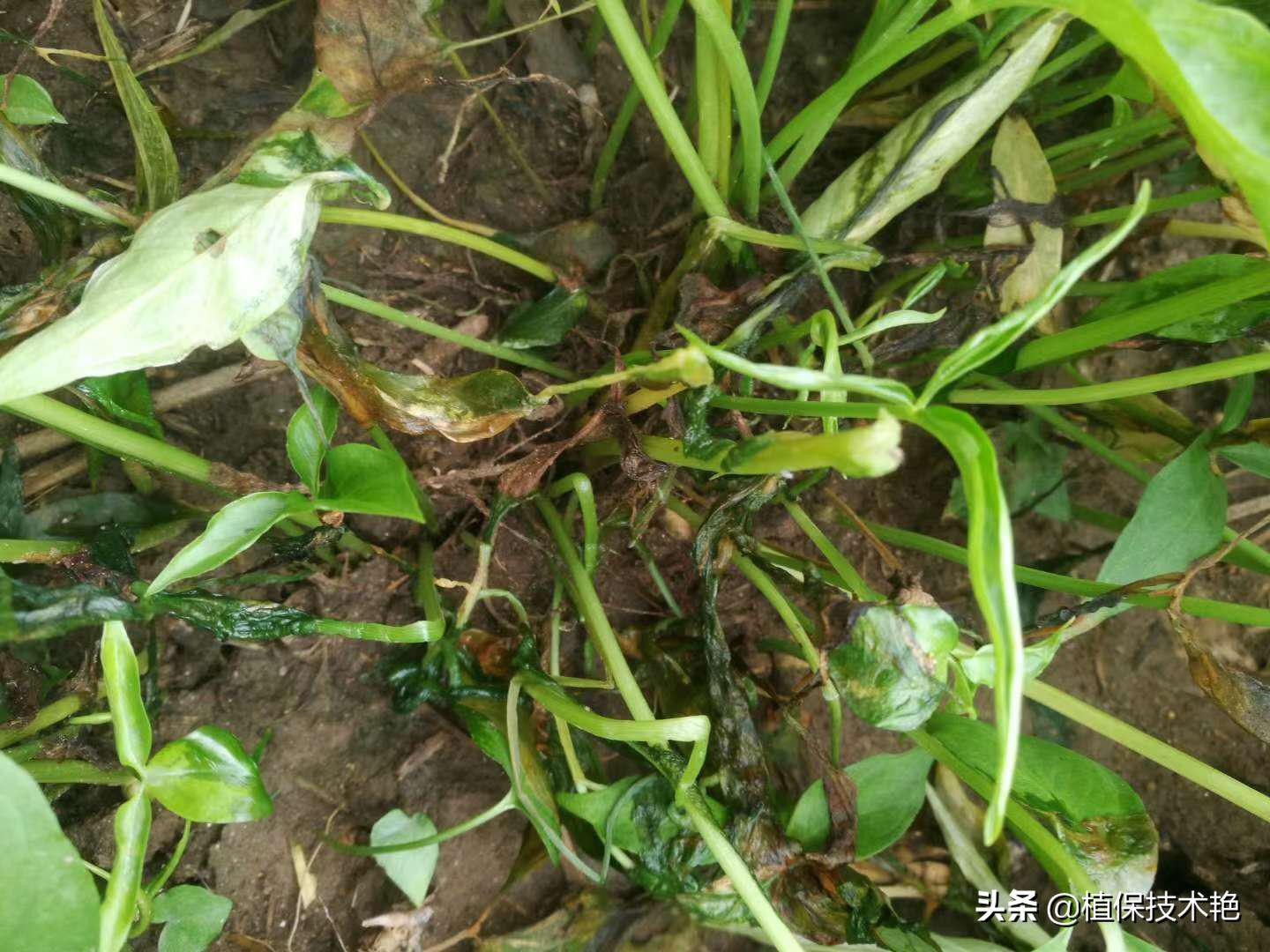 半夏怎么用治咳嗽,半夏叶斑病防治药