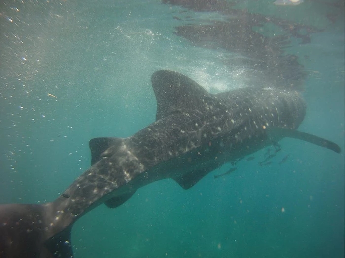菲律宾自由行旅游攻略地图,菲律宾10天深度游
