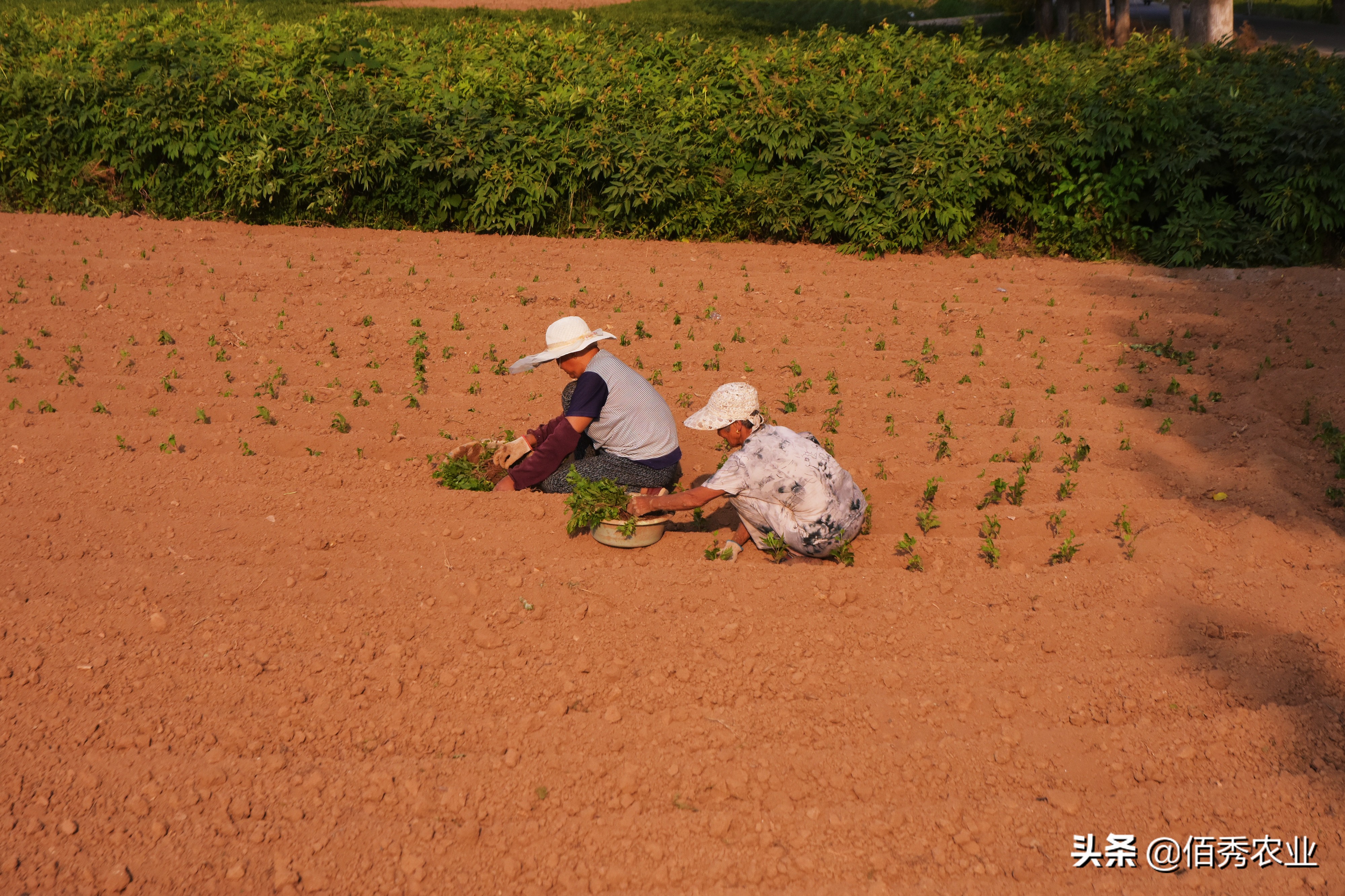 农村遇到合不来的邻居怎么办,遇到邻居拱地边怎么办
