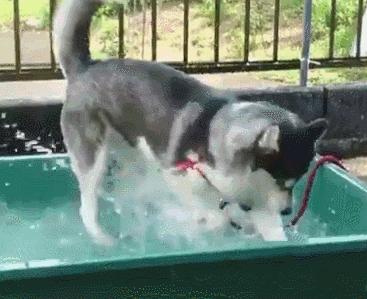 什么样才算纯种狗？纯种狗是怎么培育出来的？