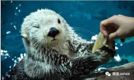 魅力之都餐饮,魅力大阪旅游攻略