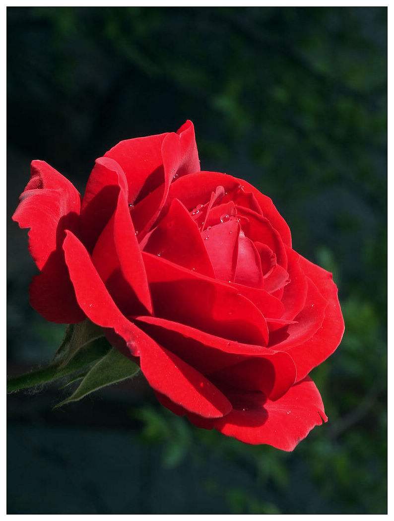 情节人送玫瑰这些话比情话更高大上，中医都给你点赞