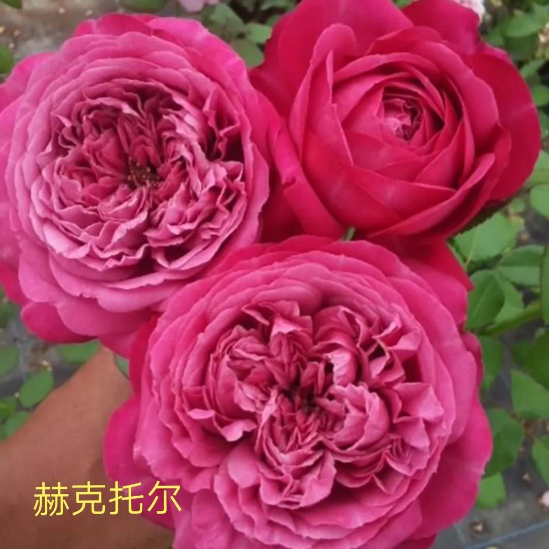 2020年木村卓功月季新品,木村卓功的月季都比较耐阴吗