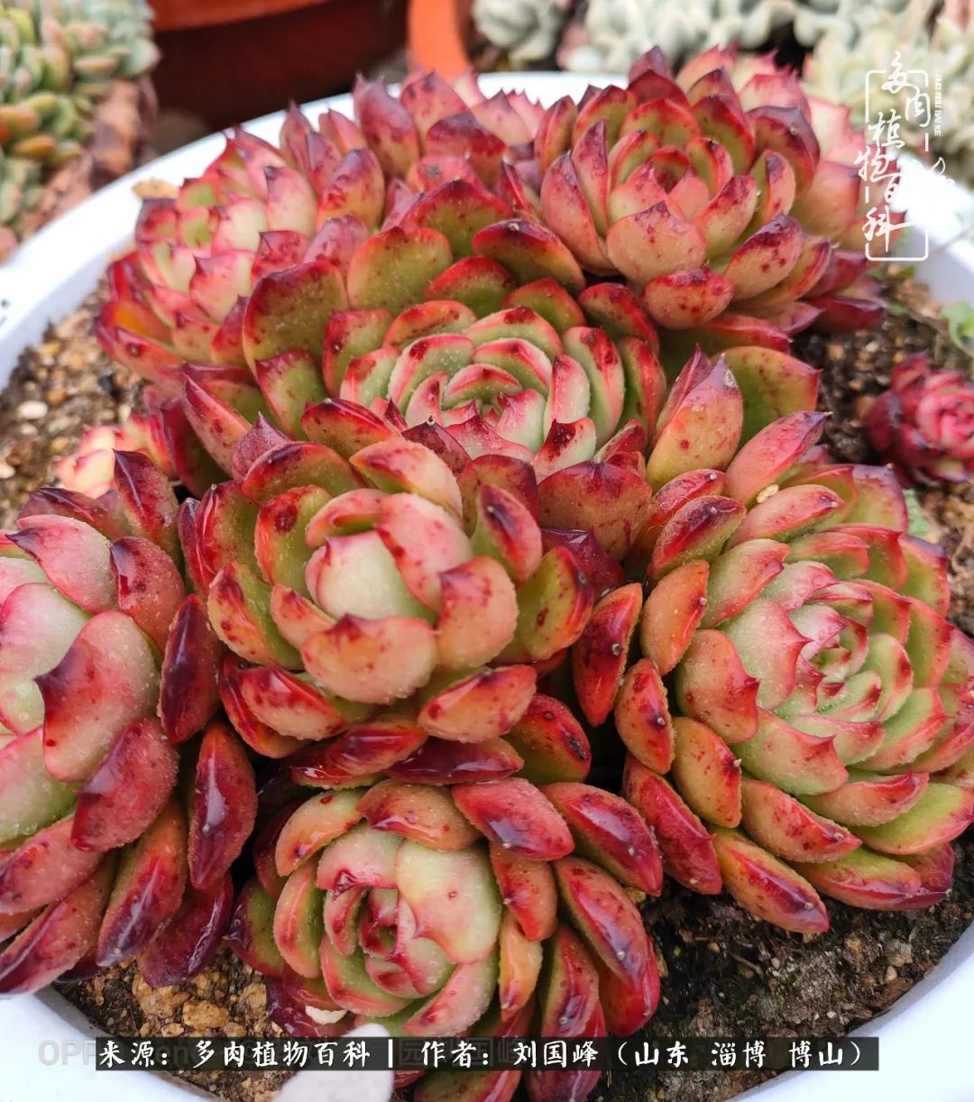 冬季室温20度以上多肉怎么养,贵的不一定就是好的便宜的