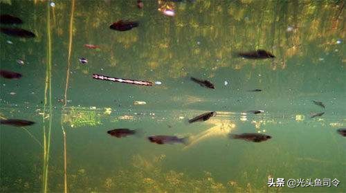 北美食蚊鱼入侵我国,食蚊鱼入侵危害如何防治