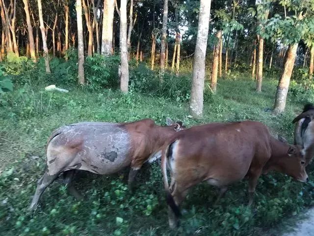 又到一年预审时,四大人最喜欢出差的城市是……