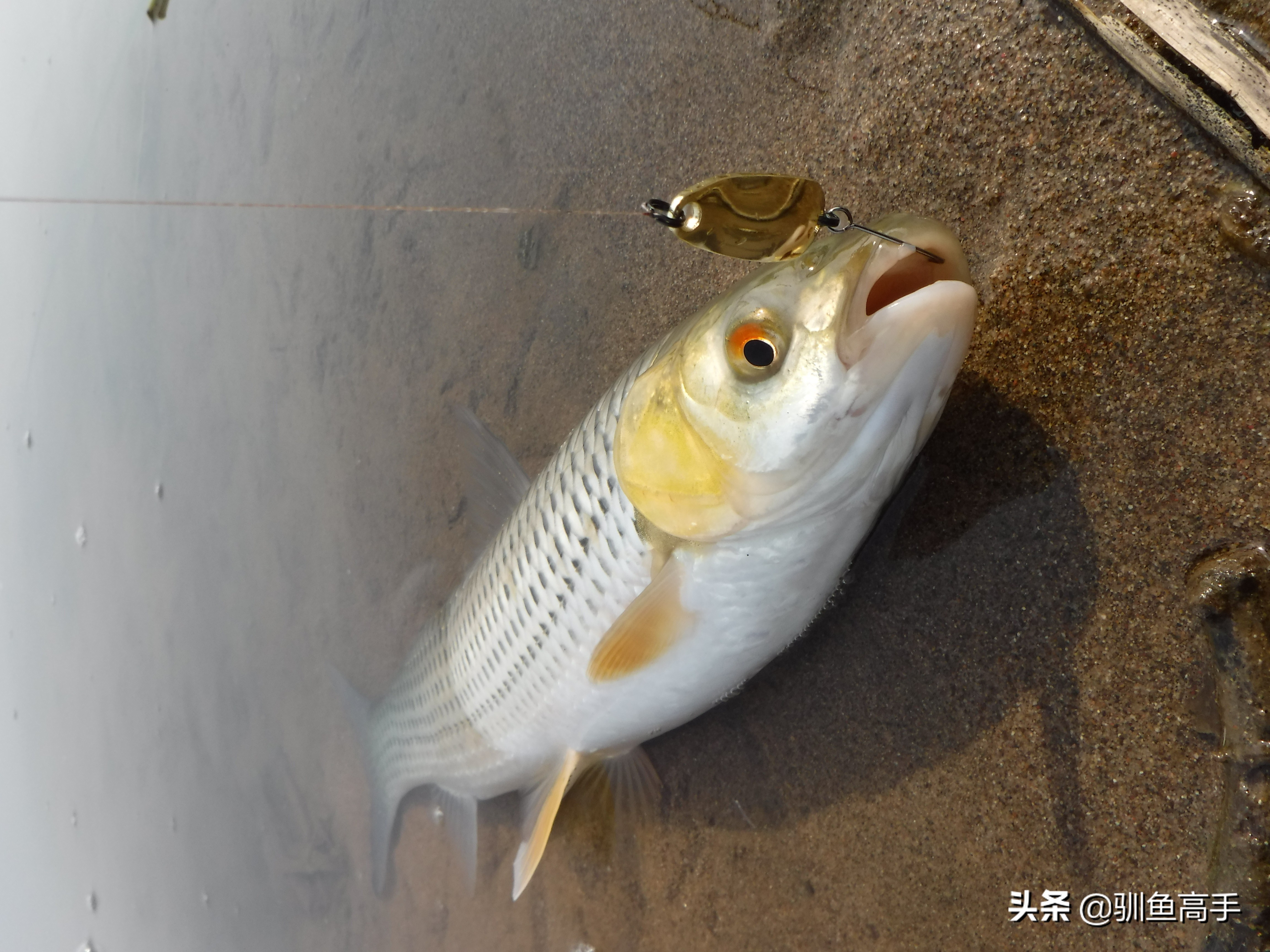 路亚赤眼鳟攻略,赤眼鳟路亚操作手法