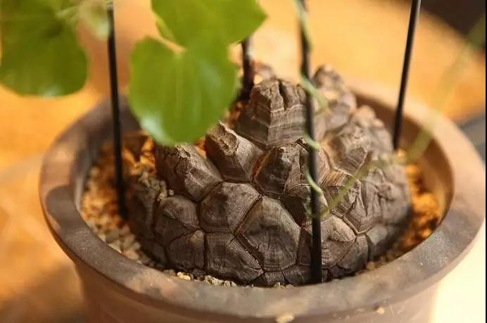 多肉植物科普讲解,林草科普活动方案