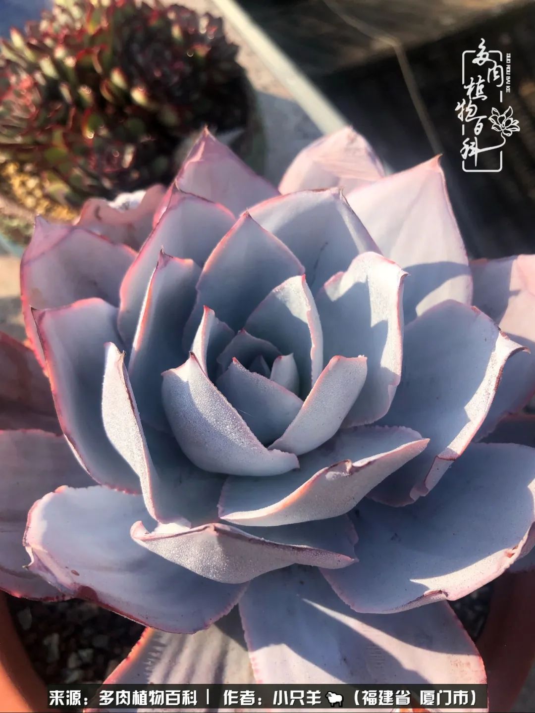 多肉像葡萄一样,多肉像铃兰一样