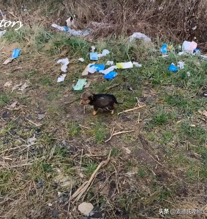 小狗狗捡回来后的成长,捡到一只小狗狗把它带回家