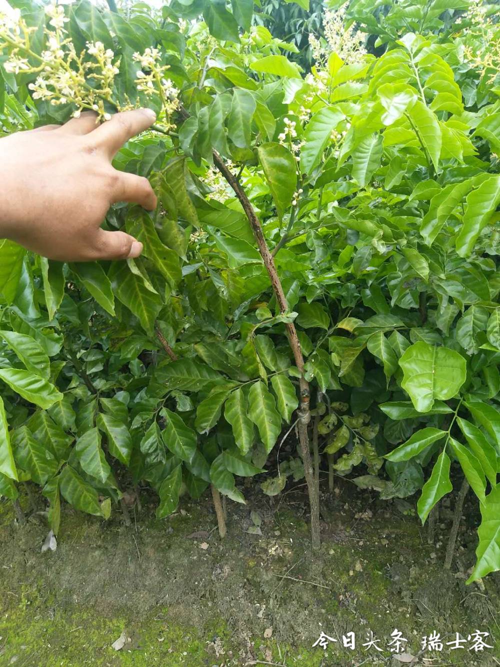 黄皮果种植技术早熟,三年黄皮树能结几斤果