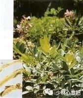 动物中药功效大全,中药药材大全及功效