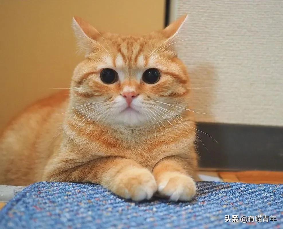 小奶猫的危害视频,小奶猫有什么危险