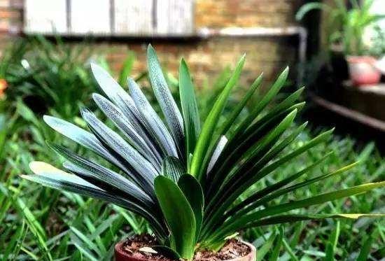 君子兰叶子皱皱巴巴怎么回事,君子兰叶子参差不齐撕掉还会长