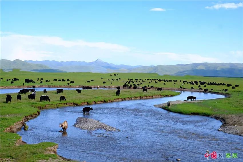 大梅看草原丨盛夏的甘南玛曲，美得脱俗惊艳