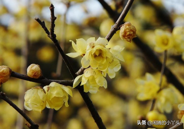 素心腊梅坚毅忠贞,高风亮节浩然正气