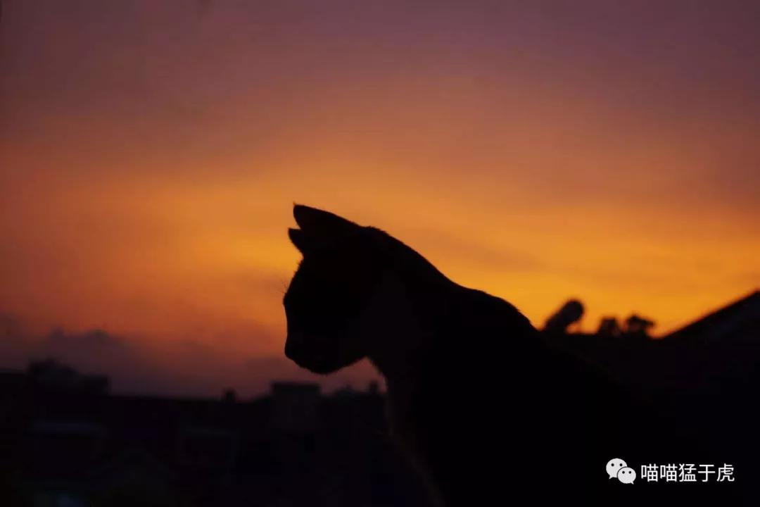 治疗猫咪抑郁症的四个方法图,猫抑郁的最佳治疗方法