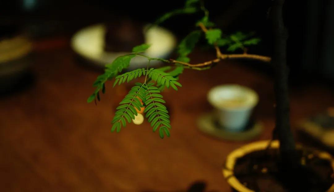 沸水泡祁门红茶缺点,开水泡红茶会怎样