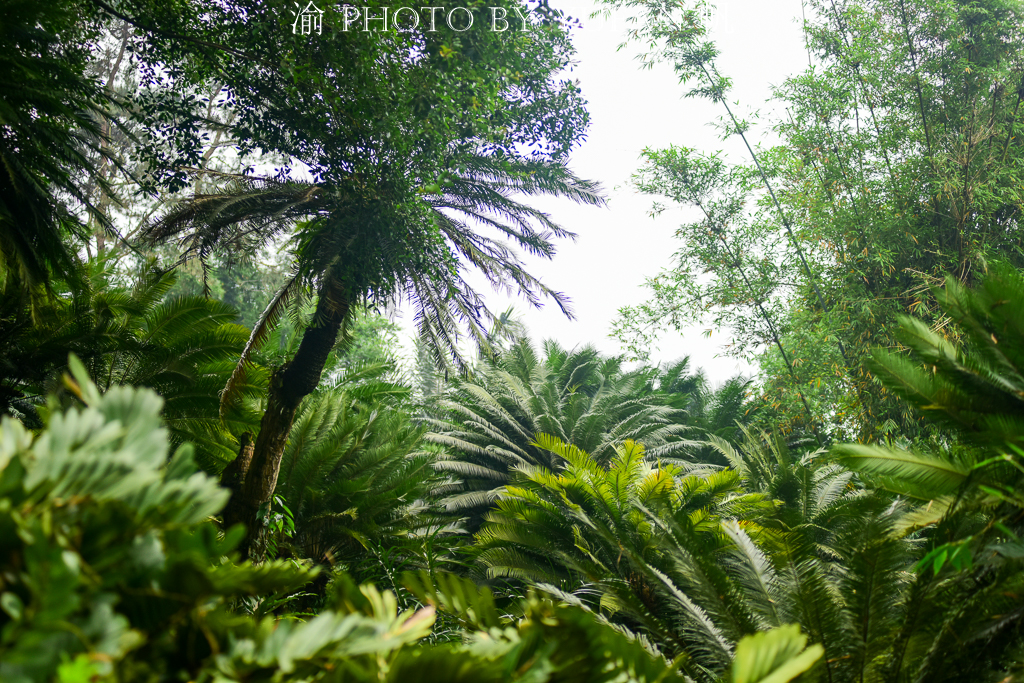 罕见万年铁树开花了,苏铁园千年铁树图片