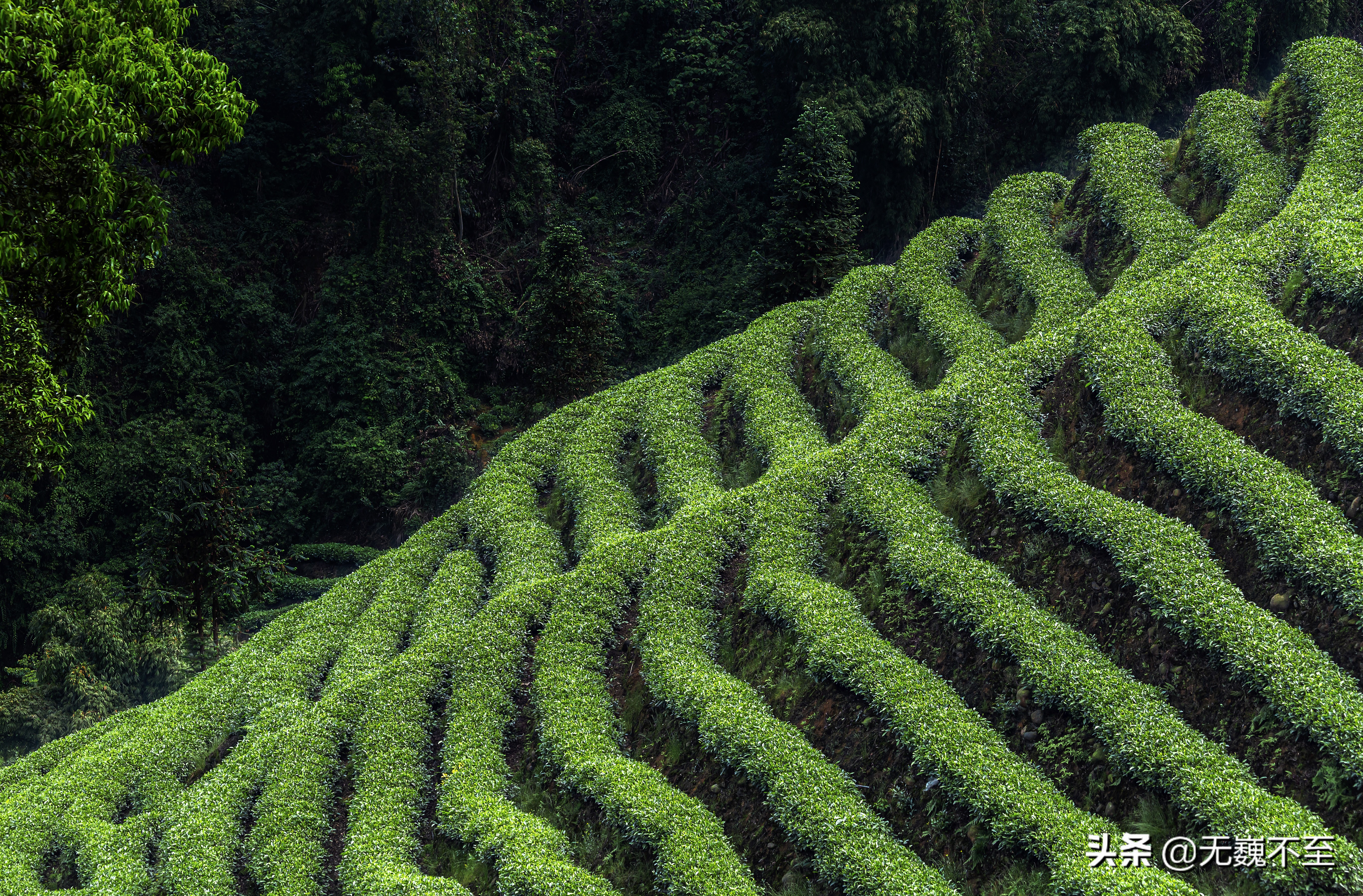 四川雅安牛碾坪万亩观光茶园绿道,雅安旅游景点十大排行榜牛背山