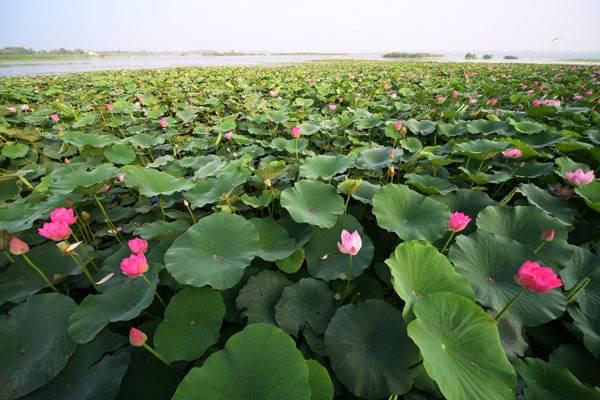 八千年看秦安,八千年来看河南