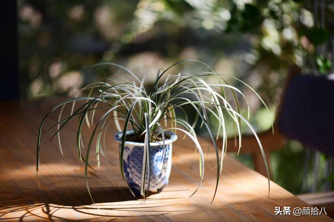 花园里的银边麦冬太好看，竟然被偷了|园丁