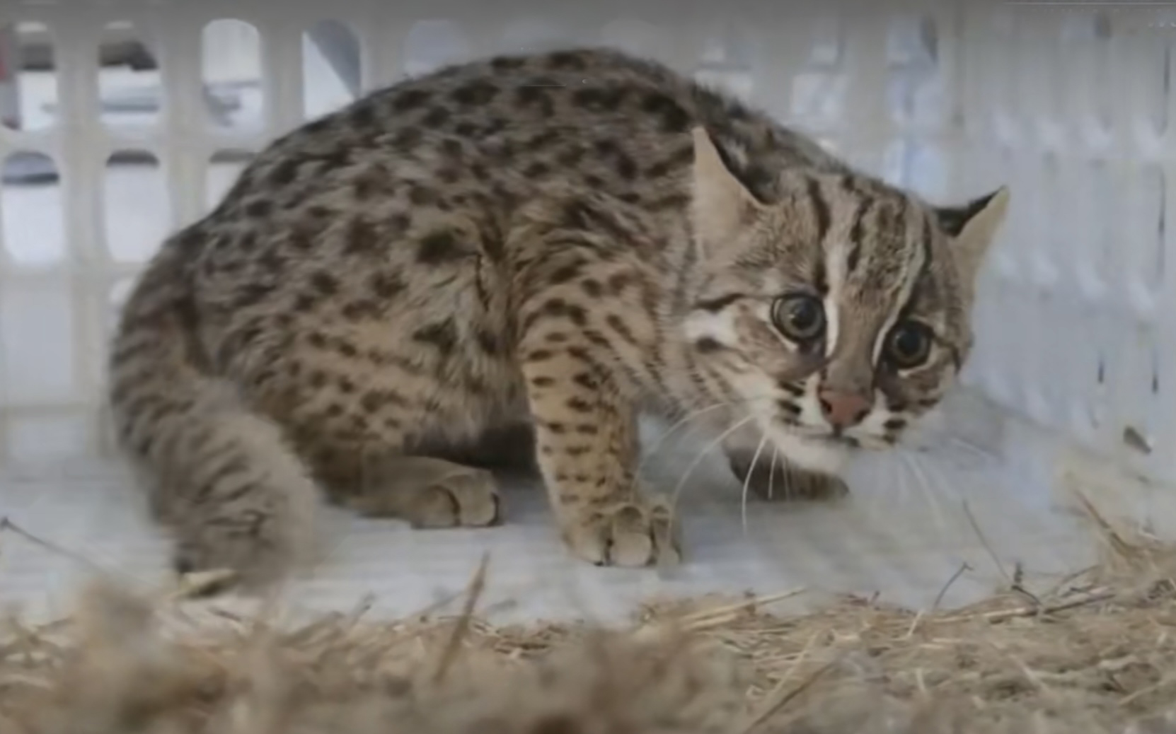 野生豹猫到村民家里偷鸡,豹猫偷鸡事件