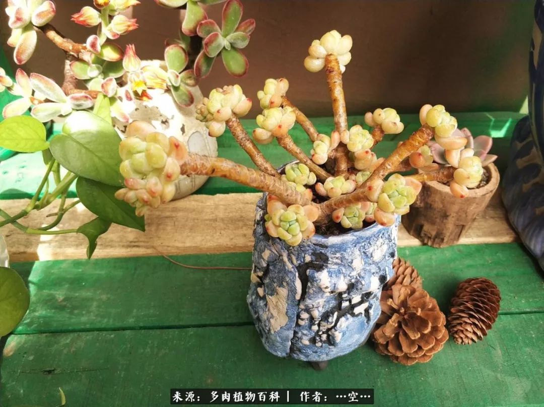 多肉之歌怎么写,多肉之歌