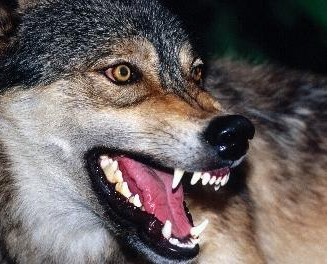 狼、狗、猪、兔，你选择做什么员工？（手打原创）