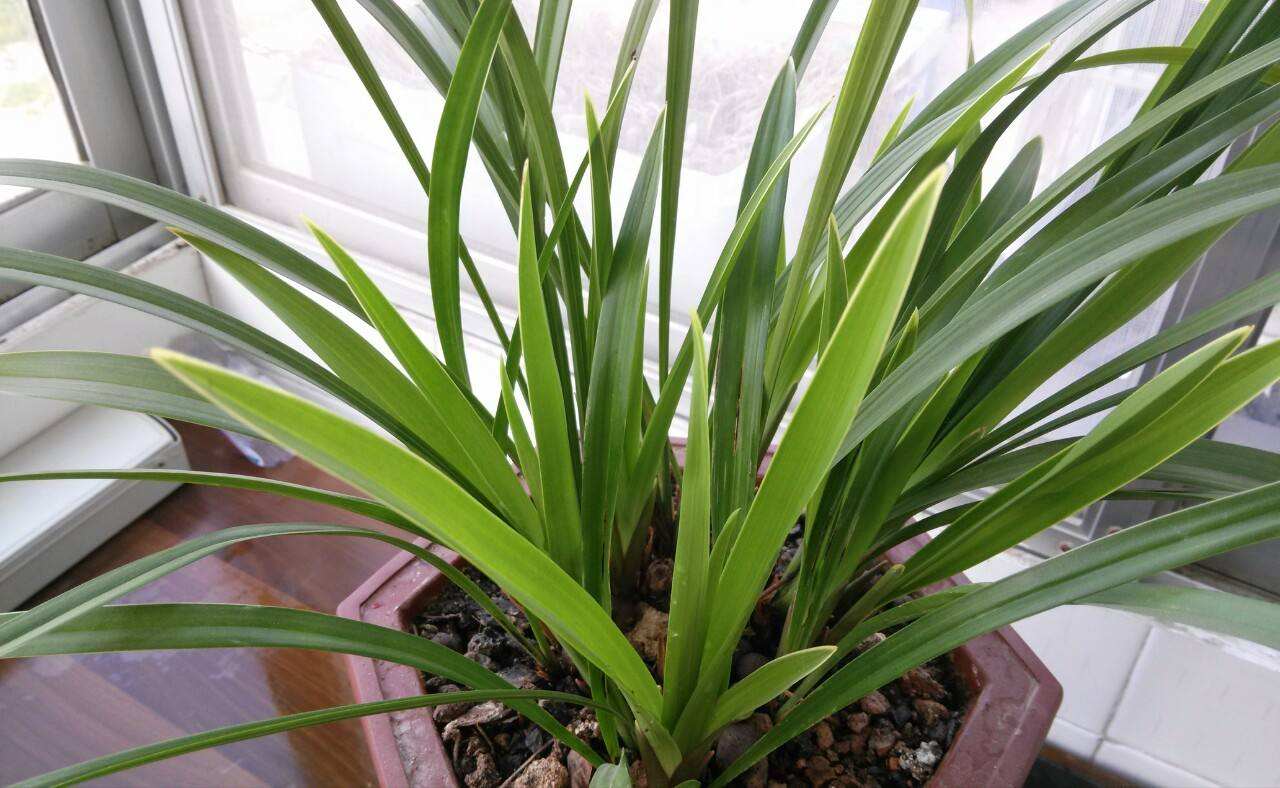 春天养墨兰,春天养君子兰要点