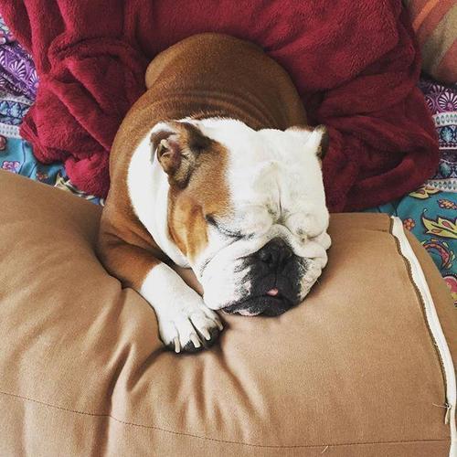 为什么很多人养外国犬种,英国斗牛犬为什么禁养