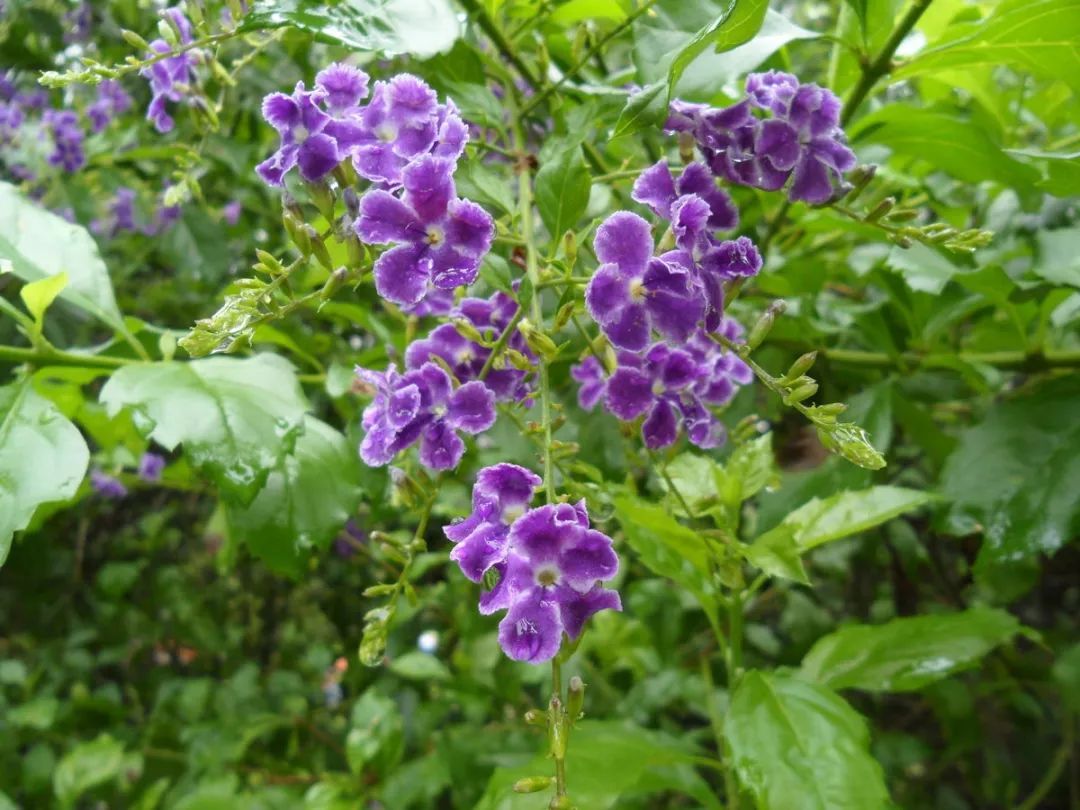 100种常见观叶植物图鉴史上最全,农村常见的100种植物