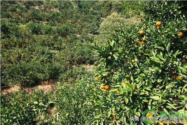 柑橘叶片异常脱落是什么原因?会造成哪些危害?