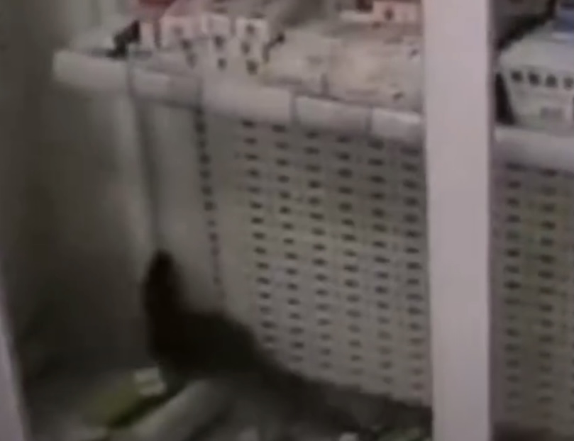 安徽一药店闯进黄鼠狼，民警惨遭臭屁攻击，黄鼠狼的屁有害吗？