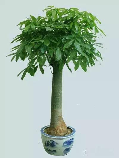 献给那些养花每次都养死的人文案,一直养死花但从未放弃养花